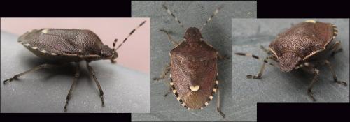 Holcostethus sphacelatus